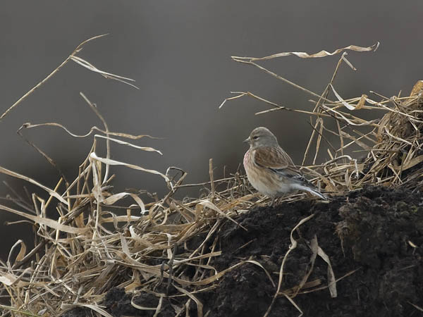 Hemppo, Common Linnet, Carduelis cannabina
